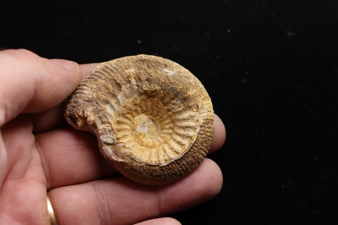 belle ammonite sciée avec loges en quartz - jurassique - Normandie, FRANCE