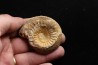 belle ammonite sciée avec loges en quartz - jurassique - Normandie, FRANCE