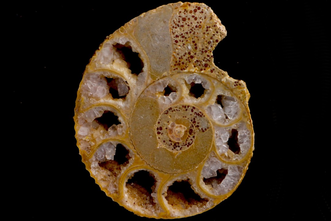 belle ammonite sciée avec loges en quartz - jurassique - Normandie, FRANCE