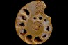 belle ammonite sciée avec loges en quartz - jurassique - Normandie, FRANCE