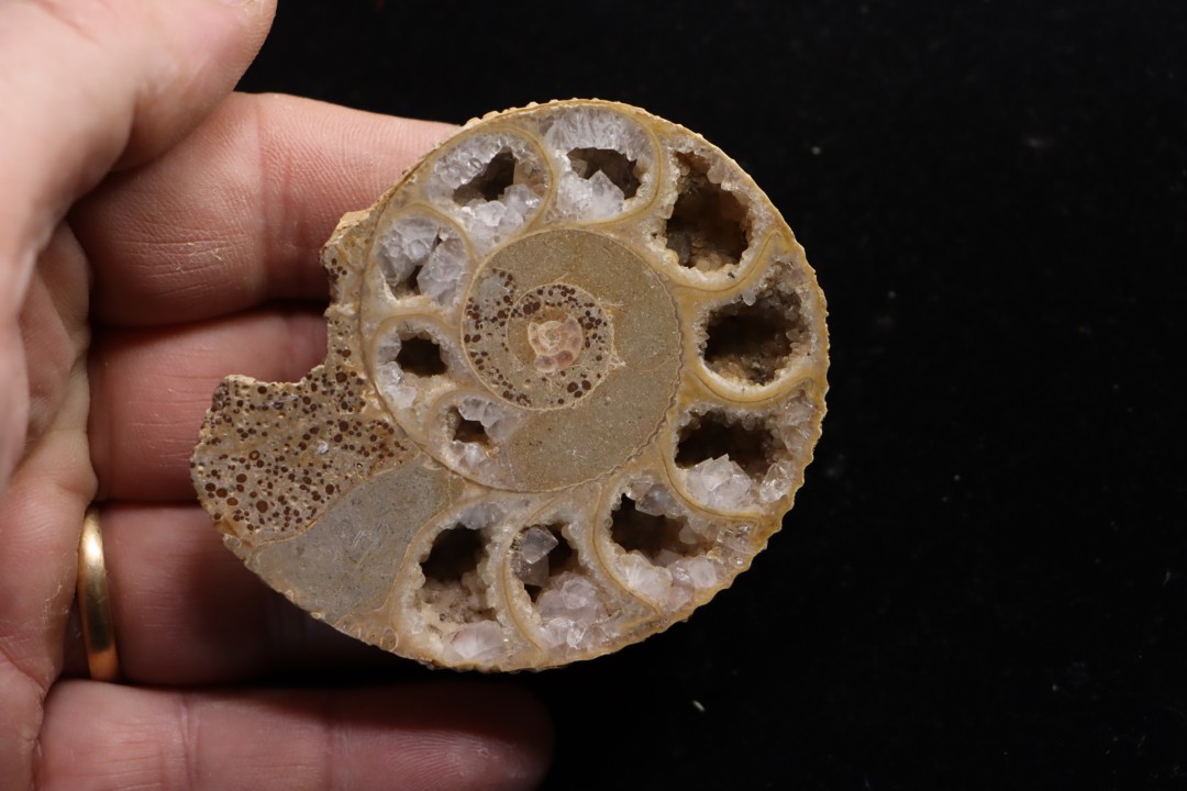 belle ammonite sciée avec loges en quartz - jurassique - Normandie, FRANCE