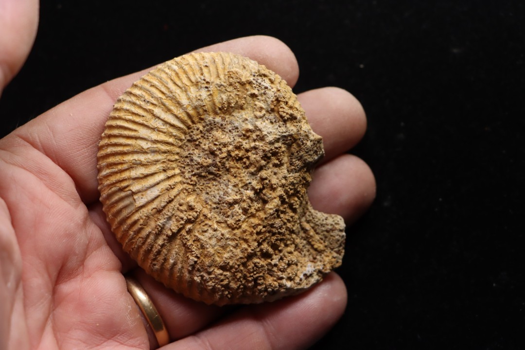 belle ammonite sciée avec loges en quartz - jurassique - Normandie, FRANCE