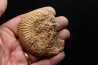 belle ammonite sciée avec loges en quartz - jurassique - Normandie, FRANCE