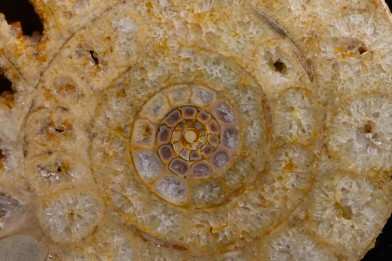belle ammonite sciée avec loges en quartz - jurassique - Normandie, FRANCE