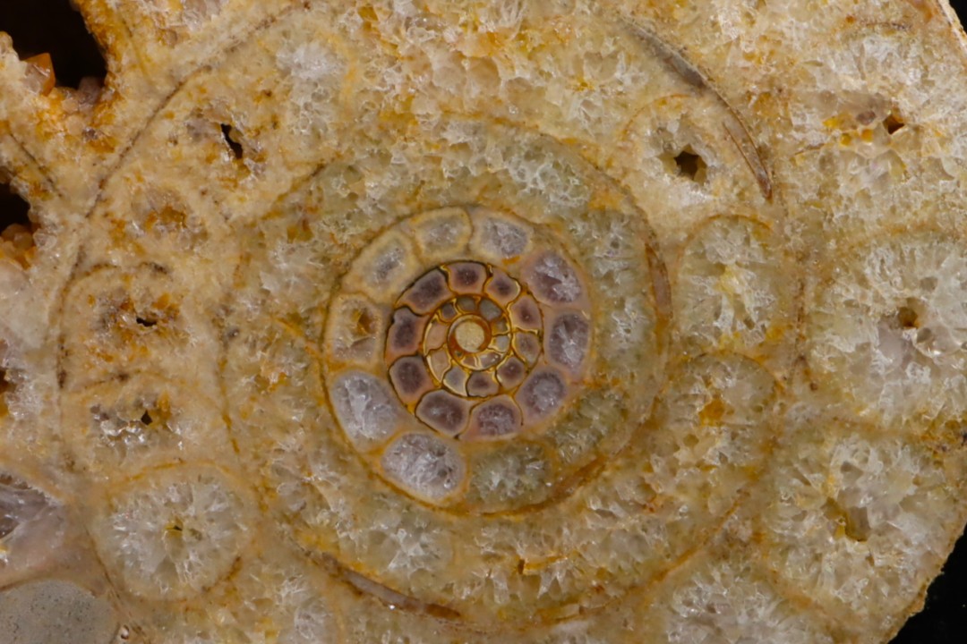 belle ammonite sciée avec loges en quartz - jurassique - Normandie, FRANCE