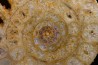 belle ammonite sciée avec loges en quartz - jurassique - Normandie, FRANCE