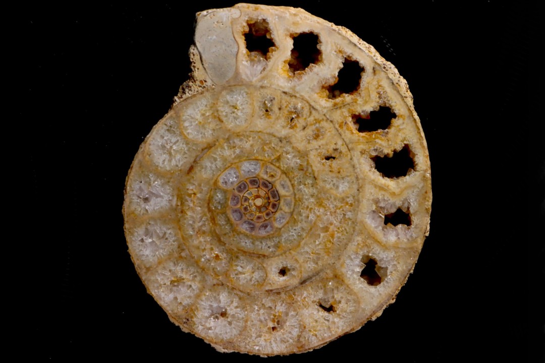 belle ammonite sciée avec loges en quartz - jurassique - Normandie, FRANCE