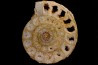 belle ammonite sciée avec loges en quartz - jurassique - Normandie, FRANCE