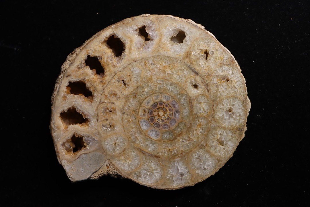 belle ammonite sciée avec loges en quartz - jurassique - Normandie, FRANCE