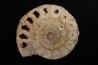 belle ammonite sciée avec loges en quartz - jurassique - Normandie, FRANCE