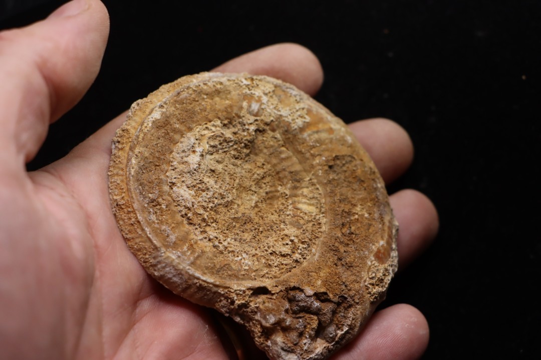 belle ammonite sciée avec loges en quartz - jurassique - Normandie, FRANCE