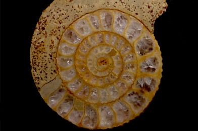 belle ammonite sciée avec loges en quartz - jurassique - Normandie, FRANCE