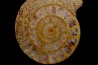 belle ammonite sciée avec loges en quartz - jurassique - Normandie, FRANCE