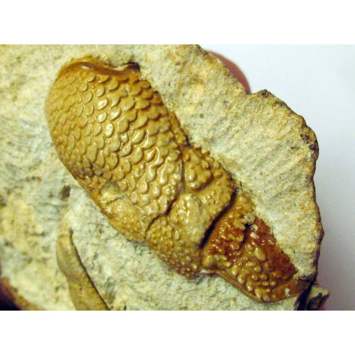 GLYPHEA DRESSIERI