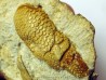 GLYPHEA DRESSIERI