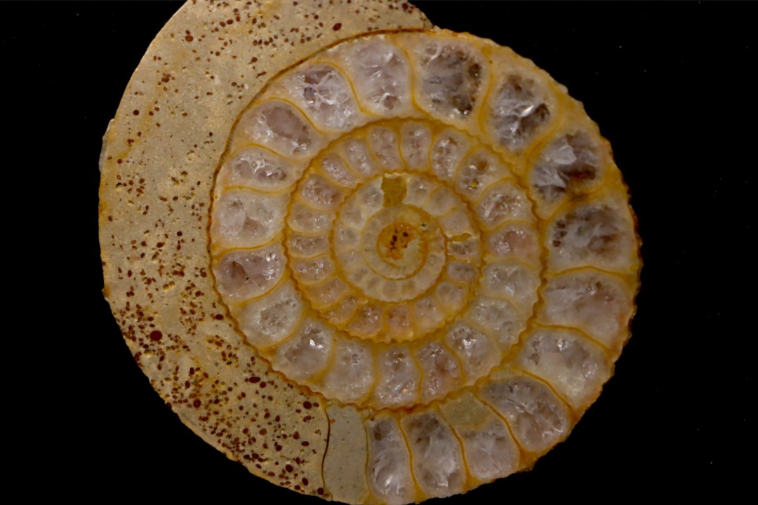 belle ammonite sciée avec loges en quartz - jurassique - Normandie, FRANCE