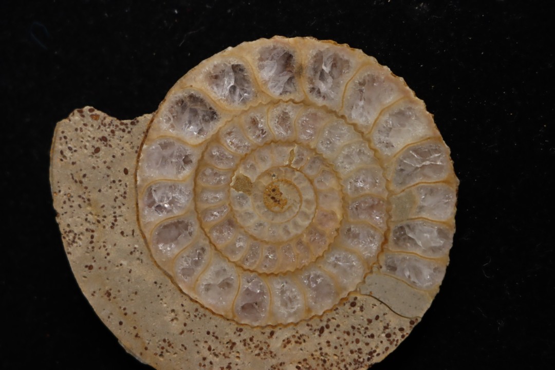 belle ammonite sciée avec loges en quartz - jurassique - Normandie, FRANCE