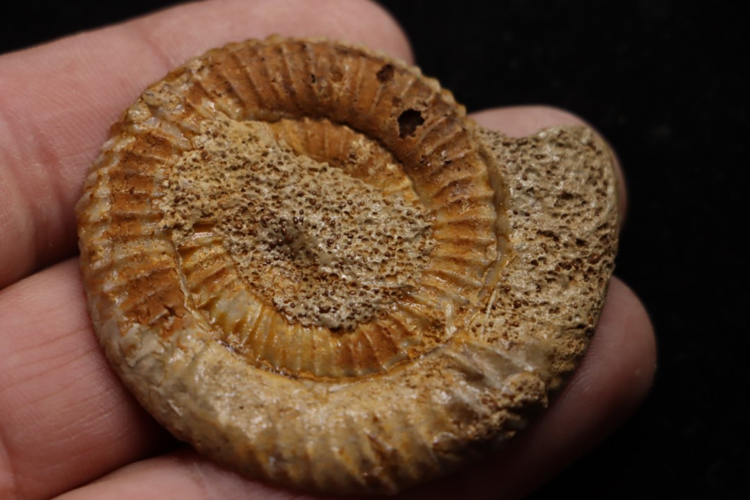 belle ammonite sciée avec loges en quartz - jurassique - Normandie, FRANCE