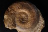 Phlyseogrammoceras dispansum - TOARCIEN  - Carriere Belmont - LYON - FRANCE