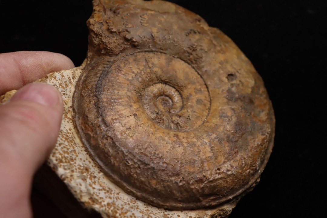 Phlyseogrammoceras dispansum -  TOARCIAN  - Carriere Belmont - LYON - FRANCE