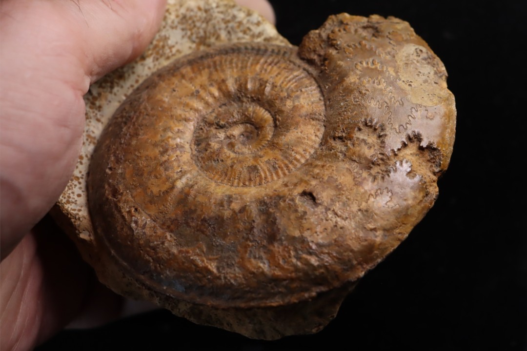Phlyseogrammoceras dispansum - TOARCIEN  - Carriere Belmont - LYON - FRANCE