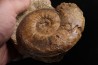 Phlyseogrammoceras dispansum - TOARCIEN  - Carriere Belmont - LYON - FRANCE