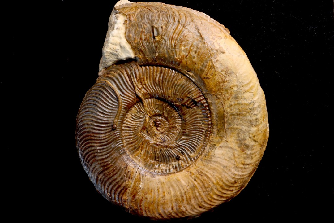 Pseudogrammoceras pseudostruckmanni (Denckmann, 1887)  Toarcien  région de Saint Christophe en  Brionnais - FRANCE