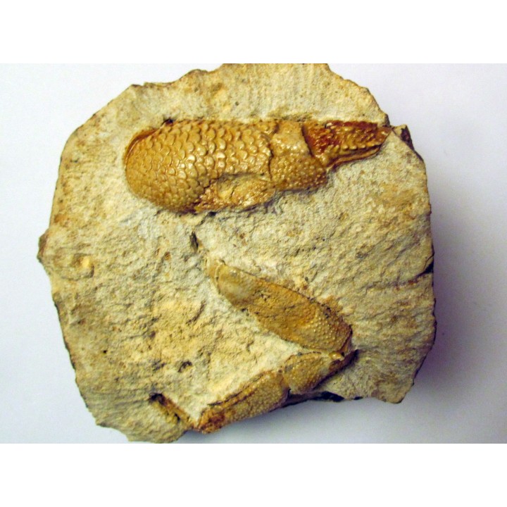 GLYPHEA DRESSIERI