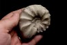 CERATITE PRAENODUSUS Muschelkalk Lindach, Allemagne
