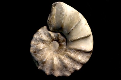 CERATITE PRAENODUSUS Muschelkalk Lindach, Allemagne