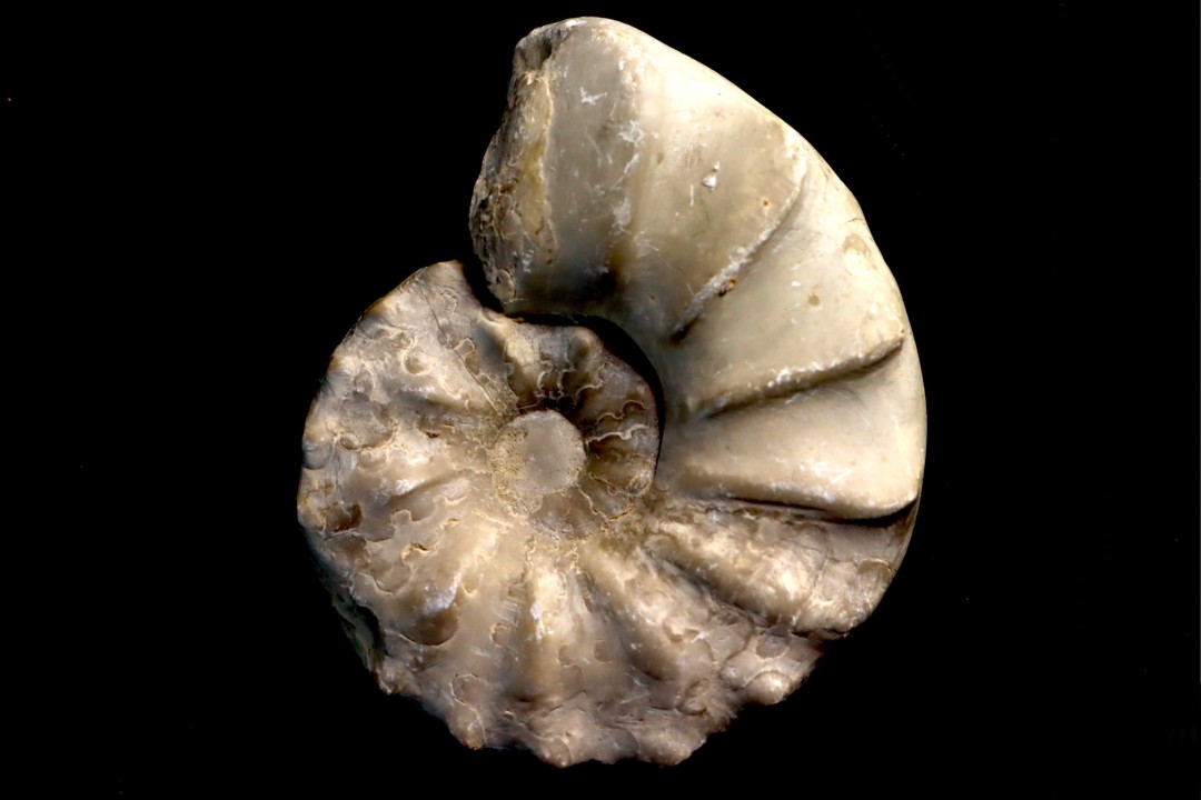 CERATITE PRAENODUSUS  Muschelkalk  Lindach, Germany