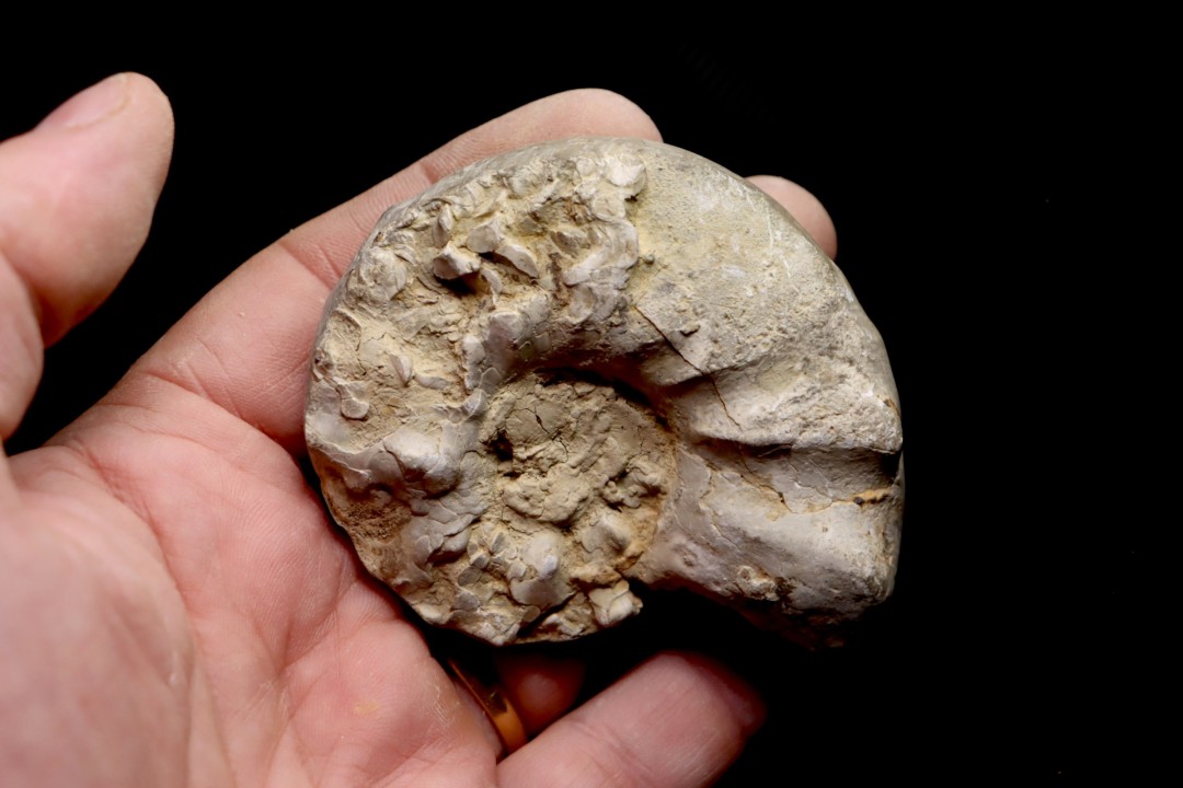 CERATITE PRAENODUSUS Muschelkalk Lindach, Allemagne