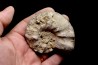 CERATITE PRAENODUSUS  Muschelkalk  Lindach, Germany