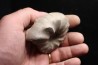 CERATITE PRAENODUSUS  Muschelkalk  Lindach, Germany