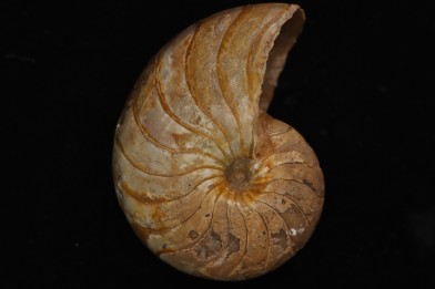 nautile:  Cenoceras  obesum (Sowerby)  Bajocien  Bayeux, Normandie– FRANCE