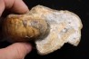 nautile: Cenoceras  belmontense (Rulleau, 2008) toarcien Charolles, Saone et Loire– FRANCE