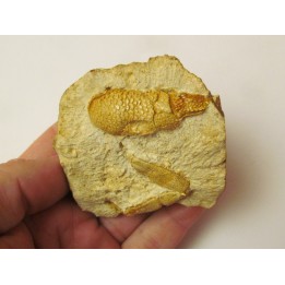 GLYPHEA DRESSIERI