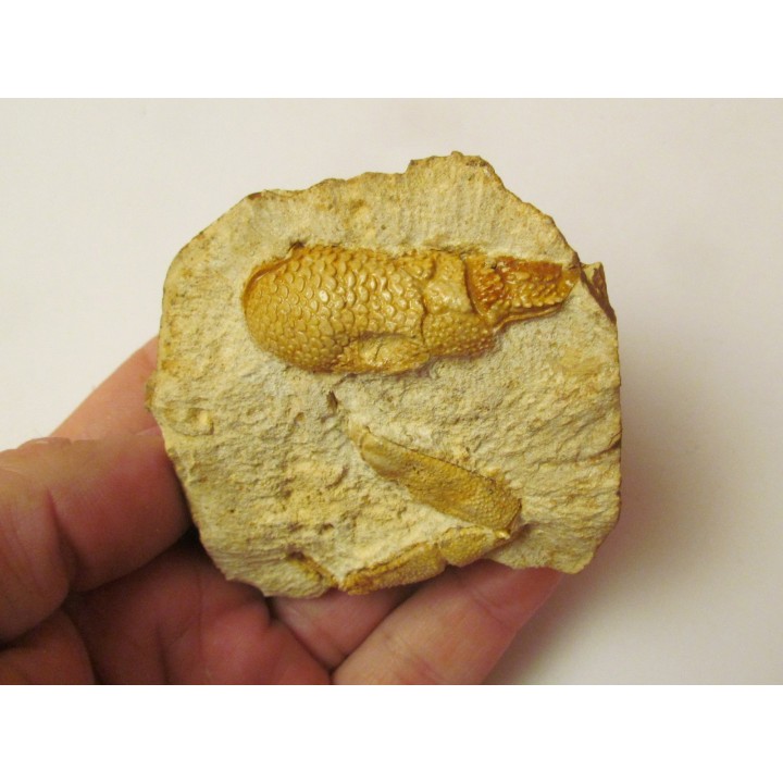 GLYPHEA DRESSIERI
