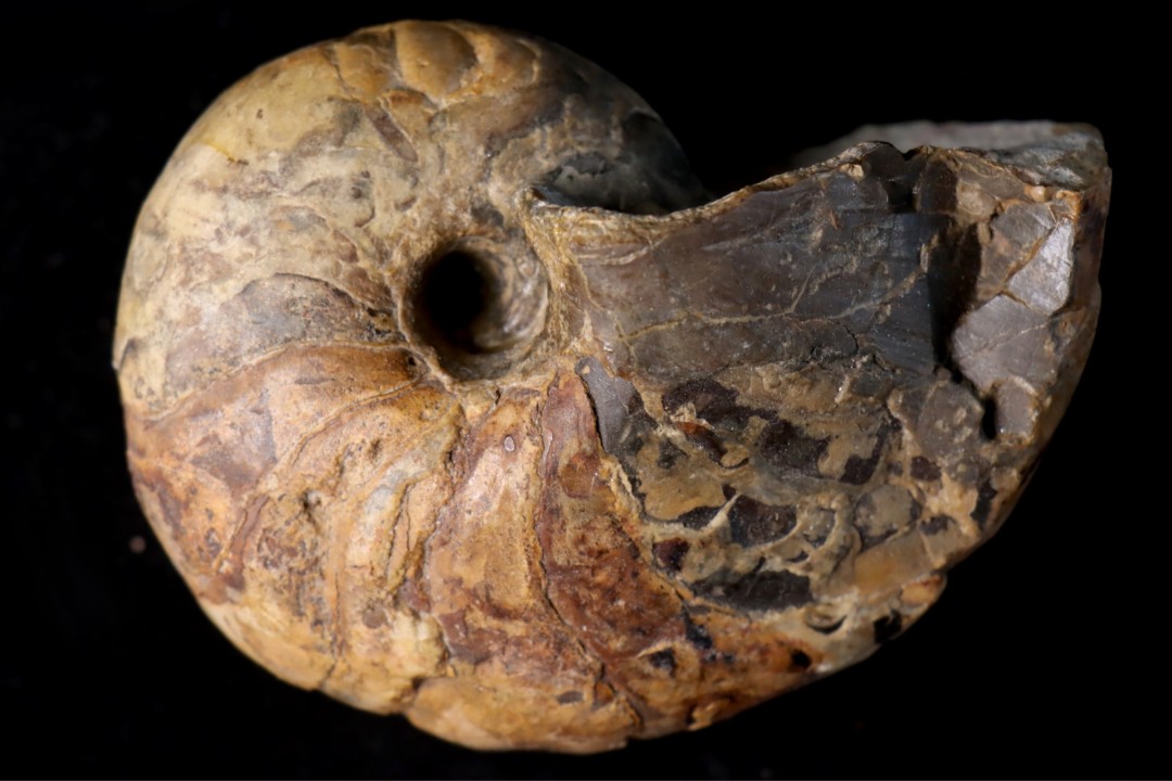 nautile: Cenoceras  belmontense (Rulleau, 2008) toarcien Charolles, Saone et Loire– FRANCE