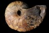 nautile: Cenoceras  belmontense (Rulleau, 2008) toarcien Charolles, Saone et Loire– FRANCE