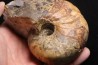 nautile: Cenoceras  belmontense (Rulleau, 2008) toarcien Charolles, Saone et Loire– FRANCE