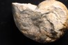 nautile: Cenoceras  belmontense (Rulleau, 2008) toarcien Charolles, Saone et Loire– FRANCE