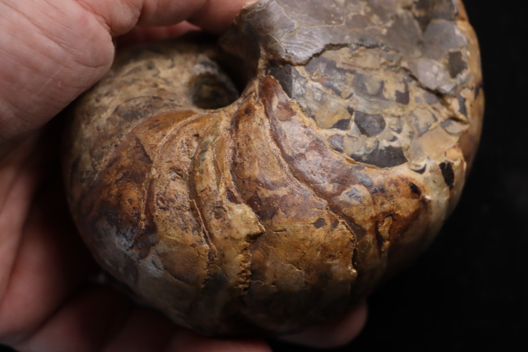 nautile: Cenoceras  belmontense (Rulleau, 2008) toarcien Charolles, Saone et Loire– FRANCE