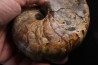 nautile: Cenoceras  belmontense (Rulleau, 2008) toarcien Charolles, Saone et Loire– FRANCE