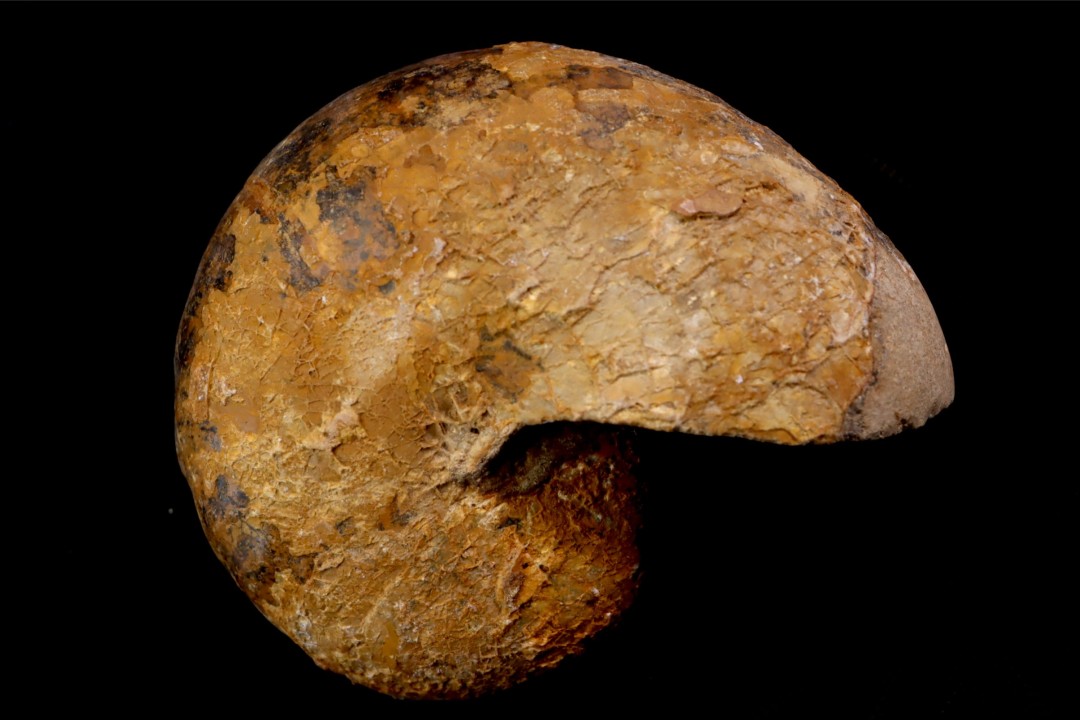 ANGLONAUTILUS sp.  Cenomanien  Atsimo- Andrefana, Madagascar