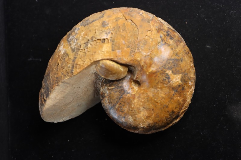 ANGLONAUTILUS sp. Cenomanien Atsimo- Andrefana, Madagascar