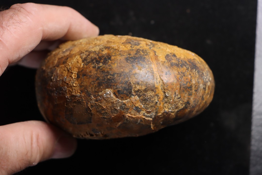 ANGLONAUTILUS sp.  Cenomanian  Atsimo- Andrefana, Madagascar