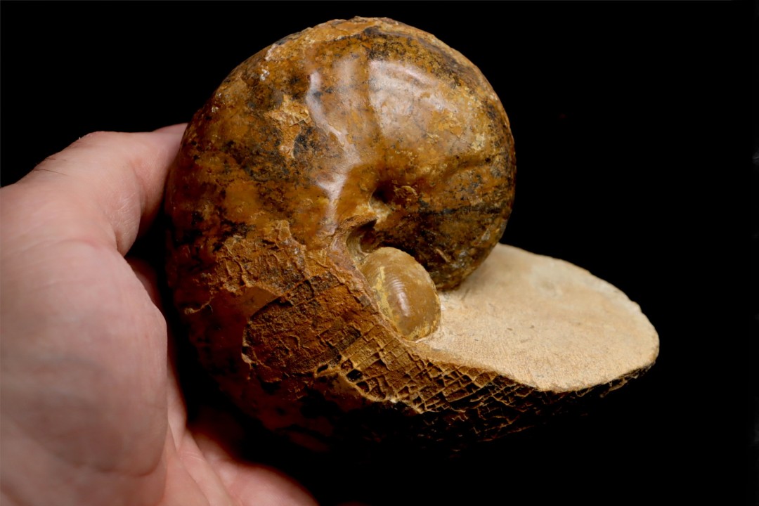 ANGLONAUTILUS sp.  Cenomanien  Atsimo- Andrefana, Madagascar