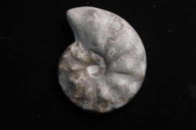 CERATITE PRAENODUSUS Muschelkalk Lindach, Allemagne