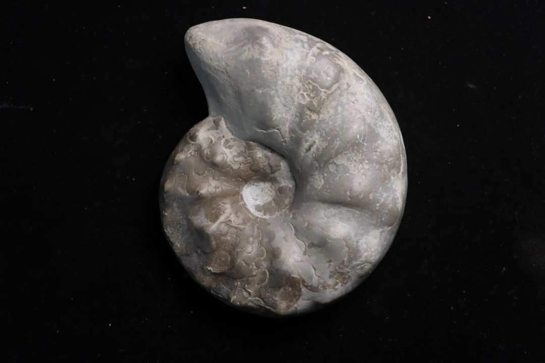 CERATITE PRAENODUSUS Muschelkalk Lindach, Allemagne